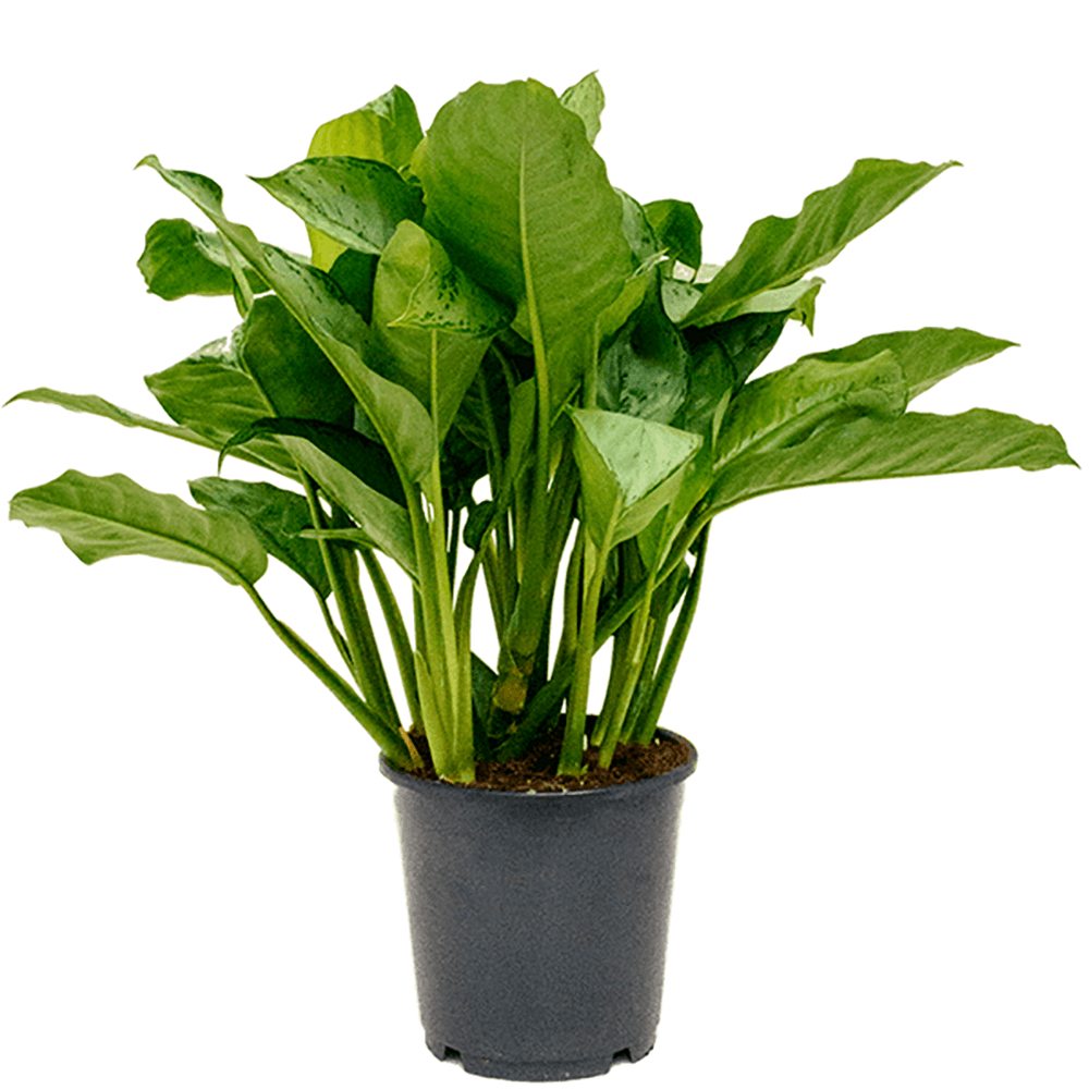 Aglaonema Freedman - 80 cm