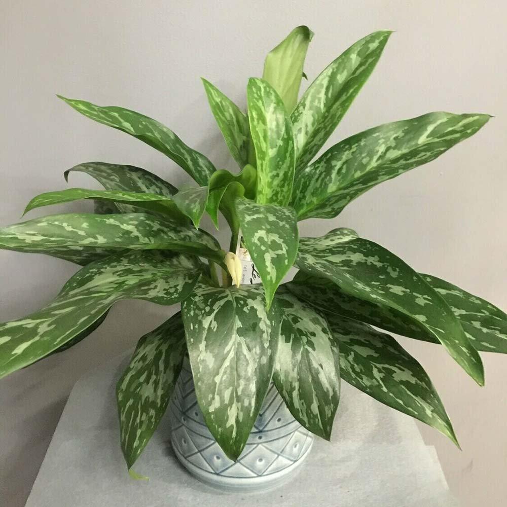 Aglaonema Green Lady - 35 cm, cu frunze verzi-albe