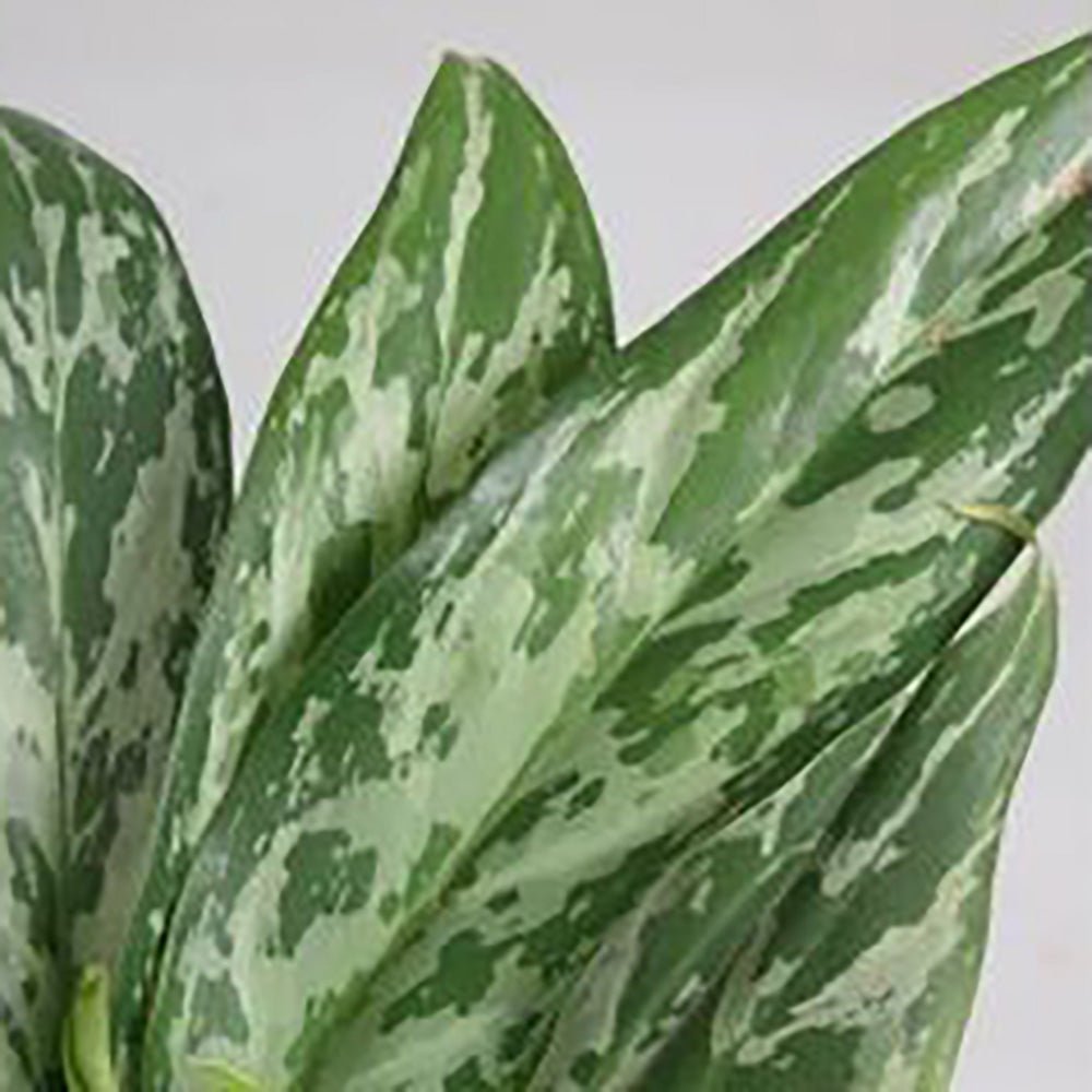 Aglaonema Green Lady - 35 cm, cu frunze verzi-albe