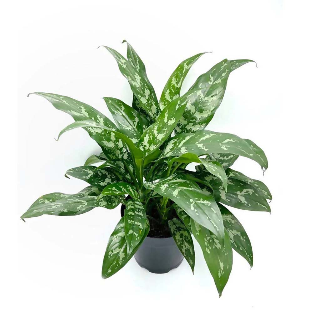 Aglaonema Green Lady - 35 cm, cu frunze verzi-albe