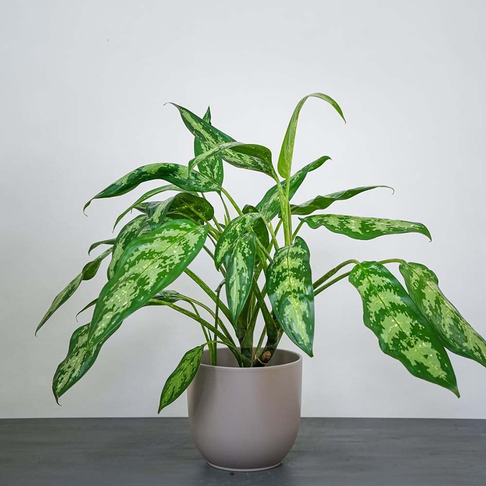 Aglaonema Green Lady - 35 cm, cu frunze verzi-albe