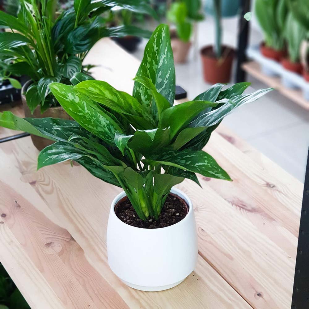 Aglaonema Green Lady - 35 cm, cu frunze verzi-albe