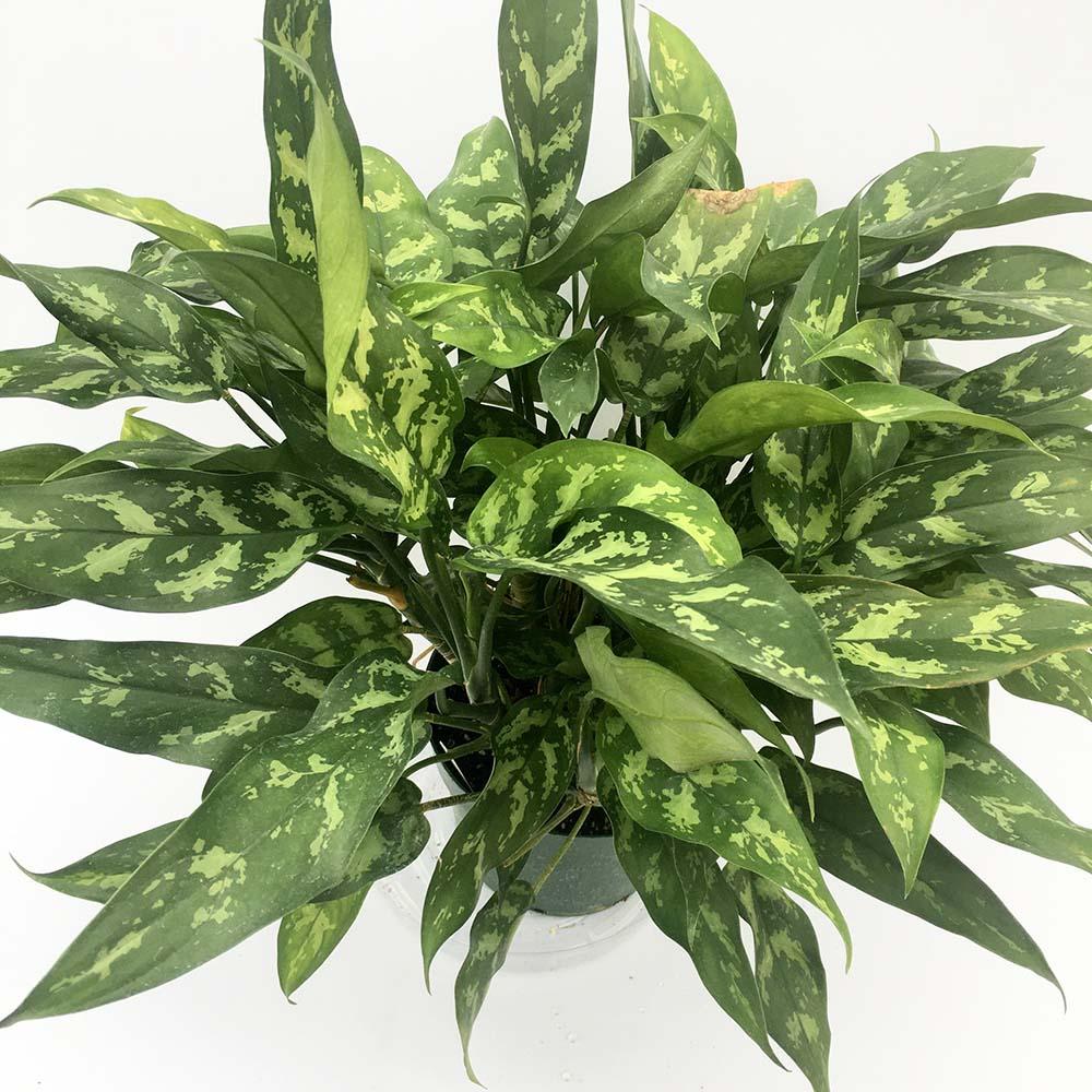 Aglaonema Maria - 30 cm, cu frunze verzi-argintii