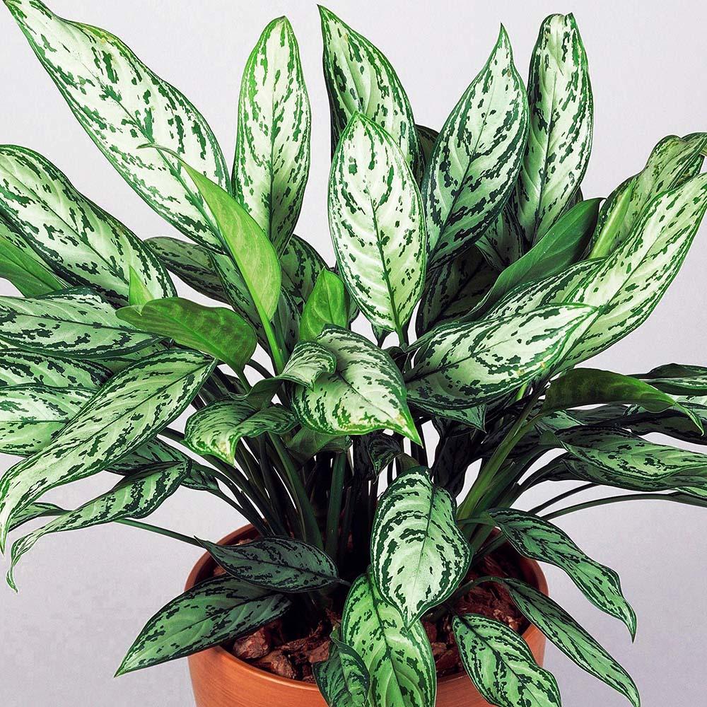 Aglaonema Maria - 30 cm, cu frunze verzi-argintii