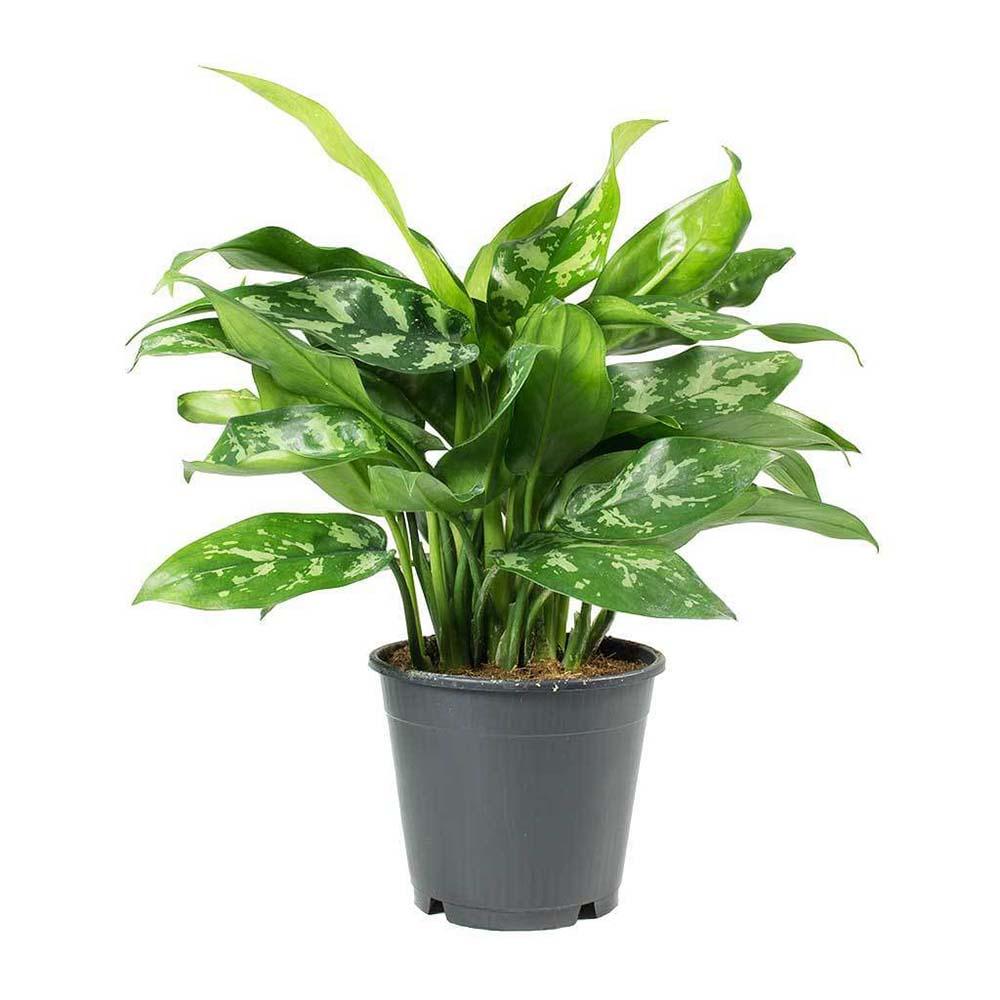 Aglaonema Maria - 30 cm, cu frunze verzi-argintii