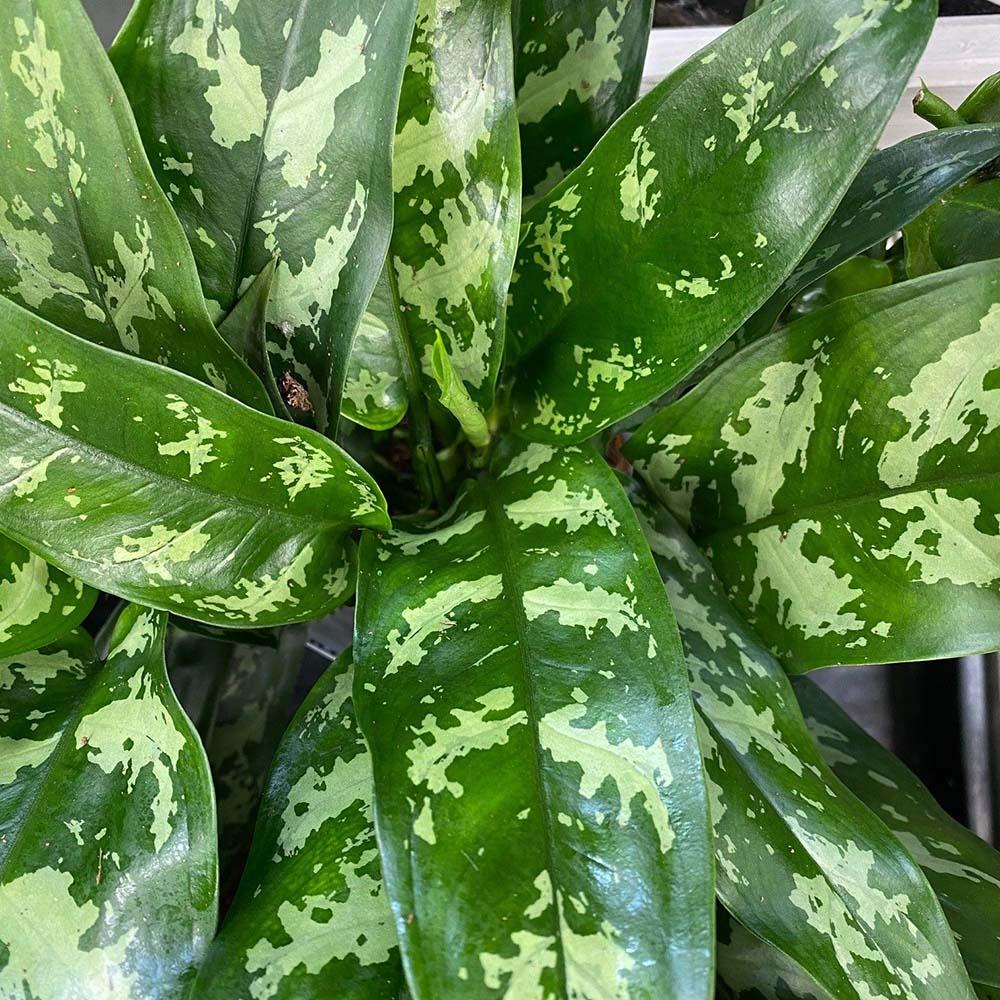 Aglaonema Maria - 30 cm, cu frunze verzi-argintii