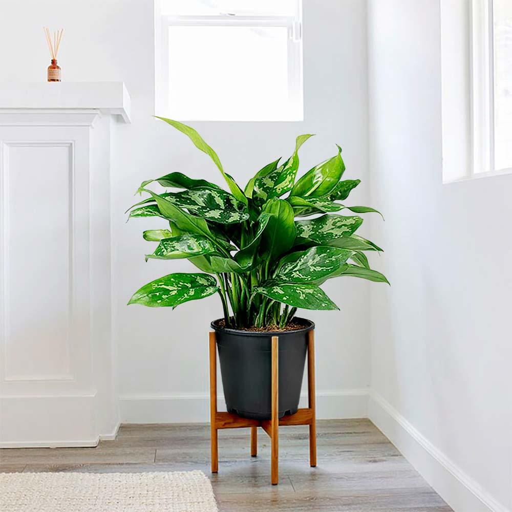 Aglaonema Maria - 30 cm, cu frunze verzi-argintii