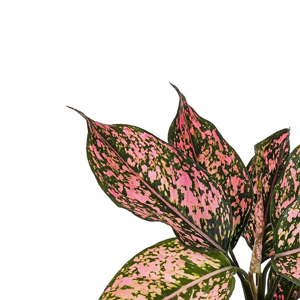 Aglaonema Pink Leopard - 30 cm, cu frunze roz si pete verzi