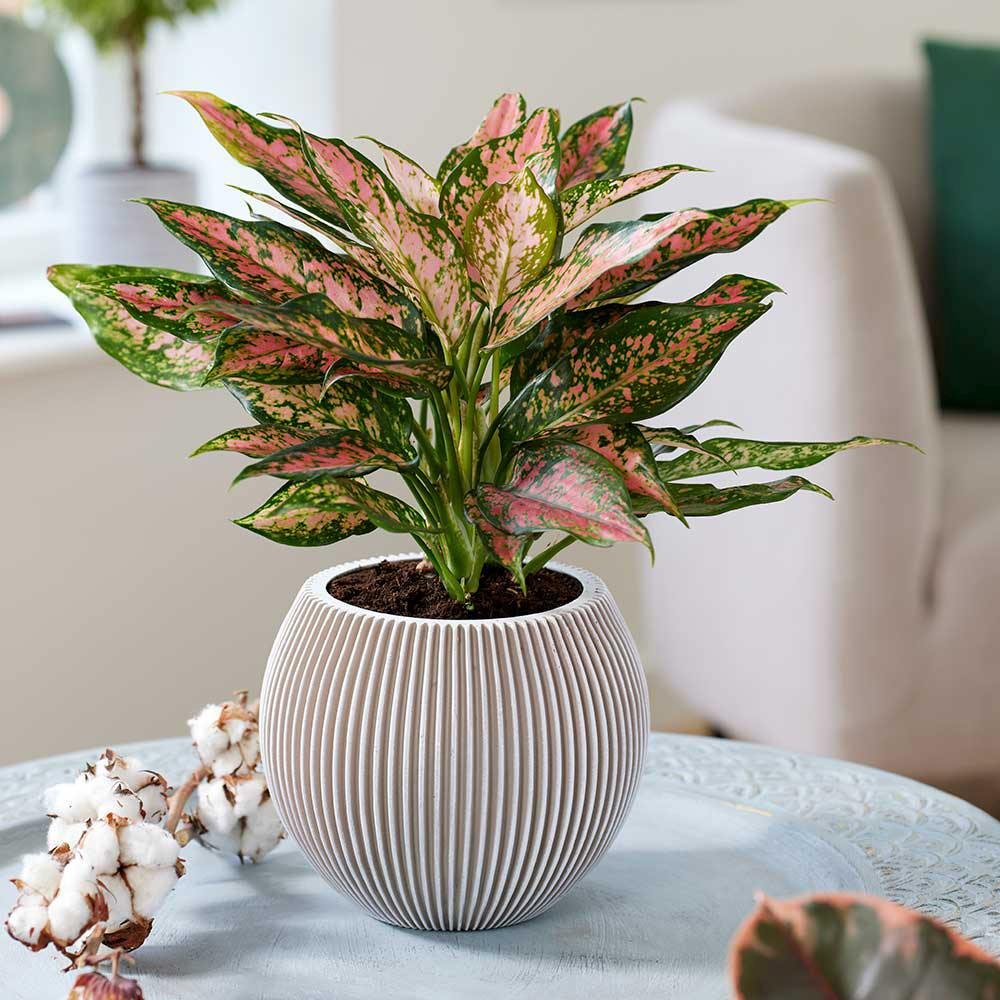Aglaonema Pink Leopard - 30 cm, cu frunze roz si pete verzi