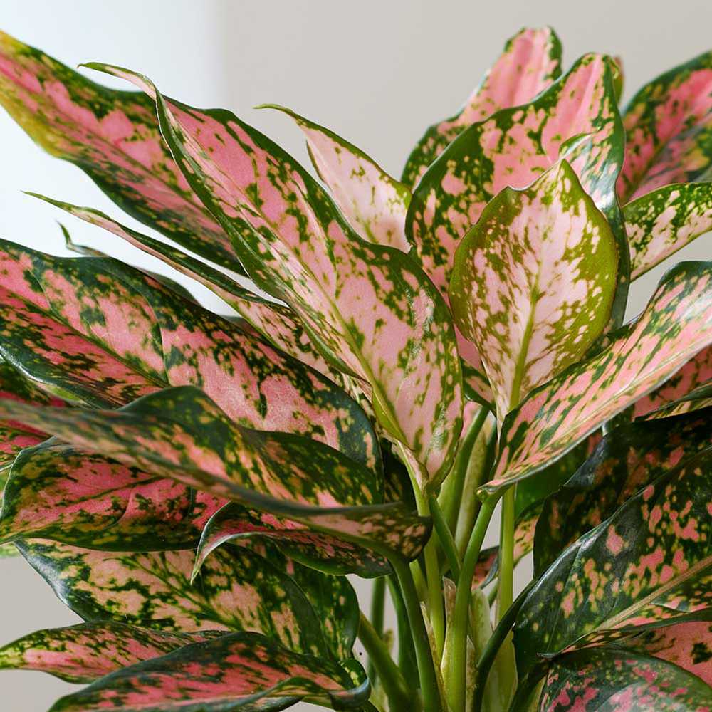 Aglaonema Pink Leopard - 30 cm, cu frunze roz si pete verzi