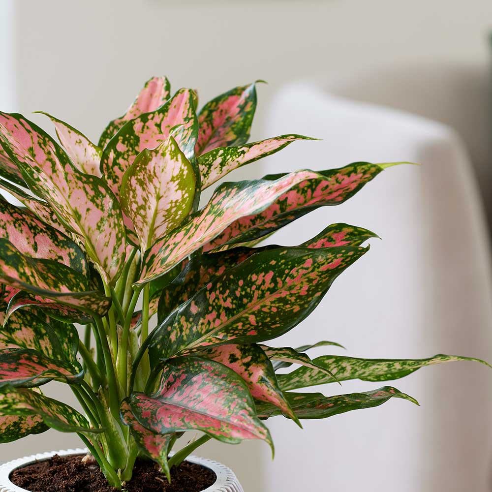Aglaonema Pink Leopard - 30 cm, cu frunze roz si pete verzi