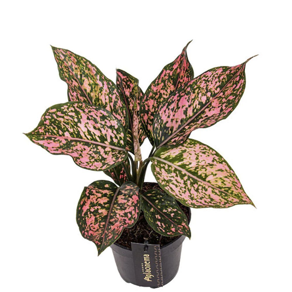 Aglaonema Pink Leopard - 30 cm, cu frunze roz si pete verzi