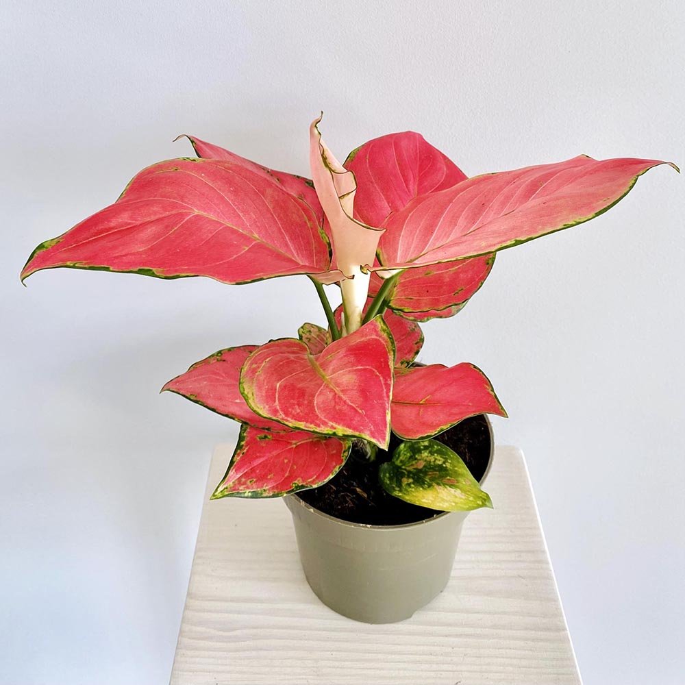 Aglaonema Pink Star - 35 cm, cu frunze roz si marginii verzi