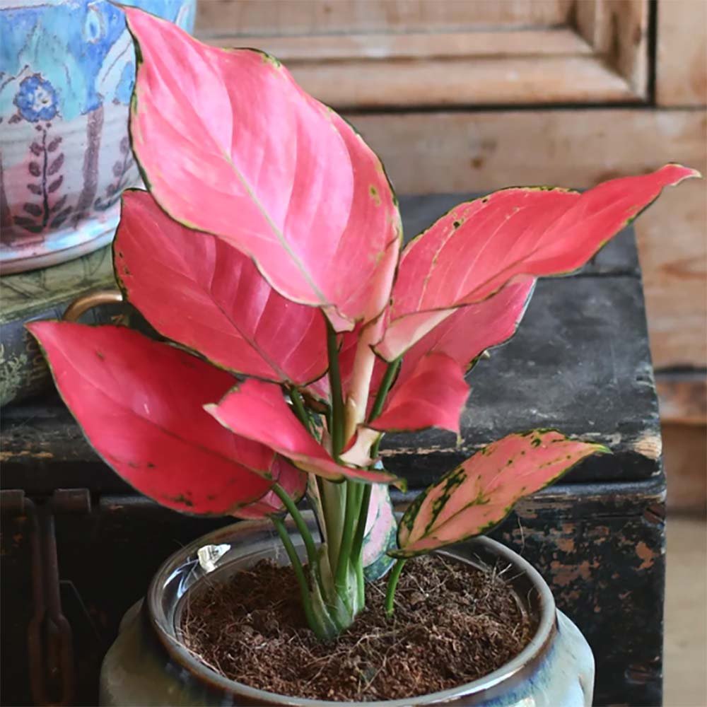 Aglaonema Pink Star - 35 cm, cu frunze roz si marginii verzi