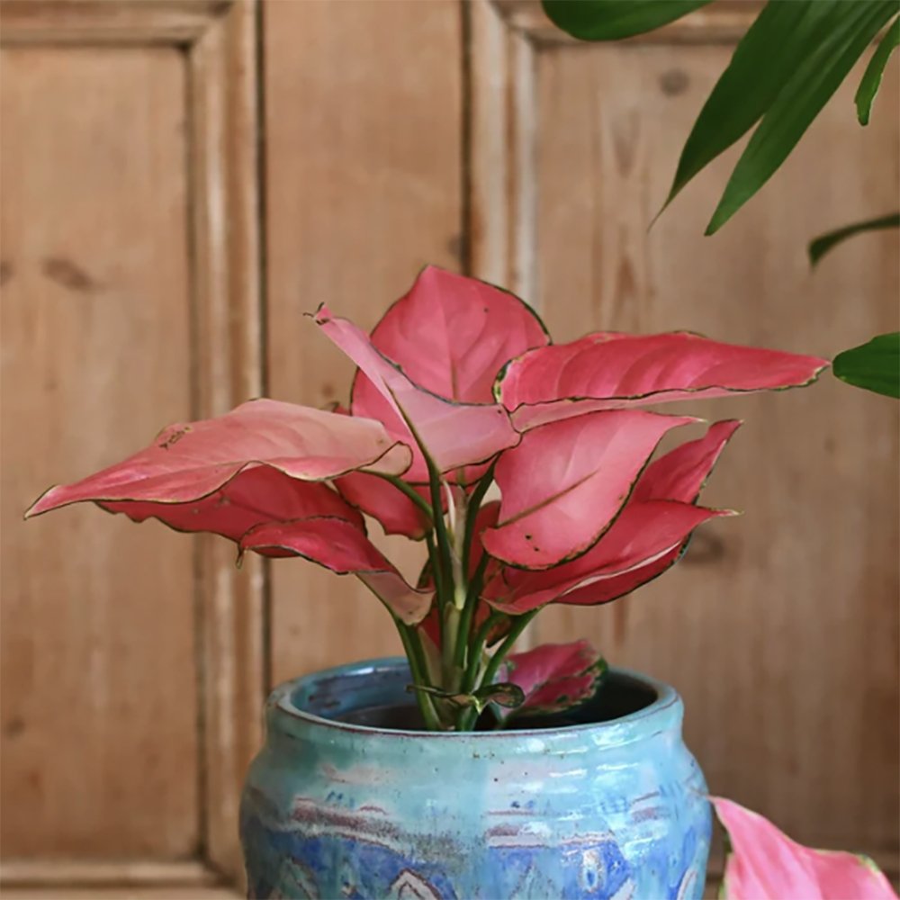 Aglaonema Pink Star - 35 cm, cu frunze roz si marginii verzi