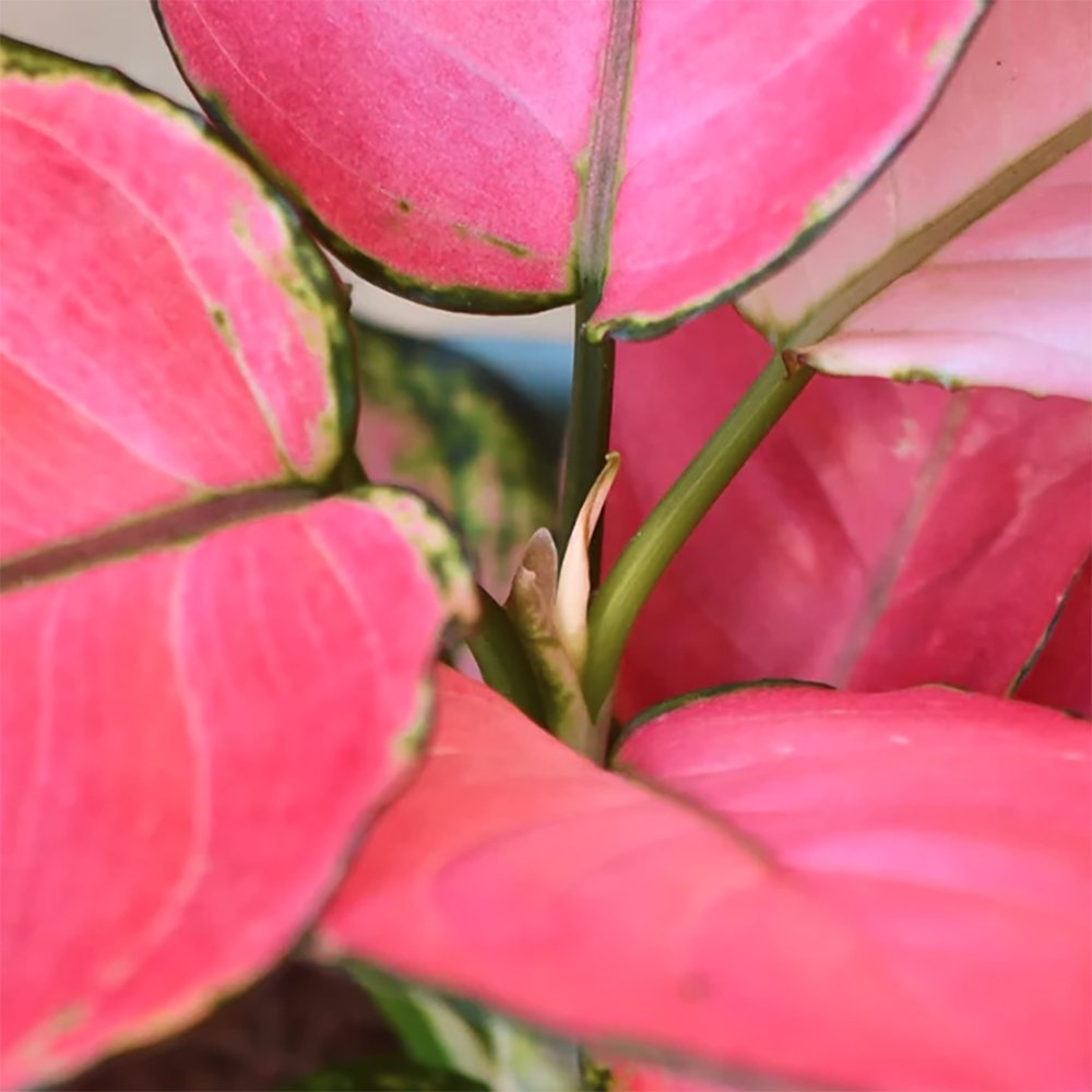 Aglaonema Pink Star - 35 cm, cu frunze roz si marginii verzi