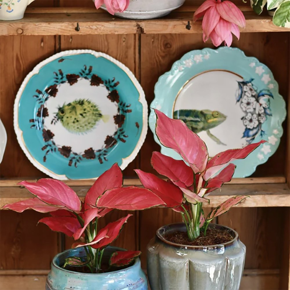 Aglaonema Pink Star - 35 cm, cu frunze roz si marginii verzi