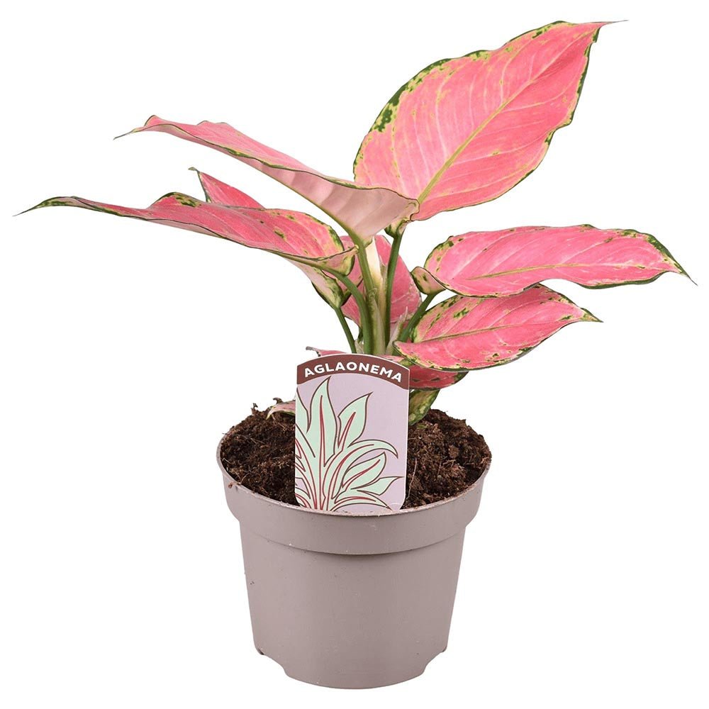 Aglaonema Pink Star - 35 cm, cu frunze roz si marginii verzi