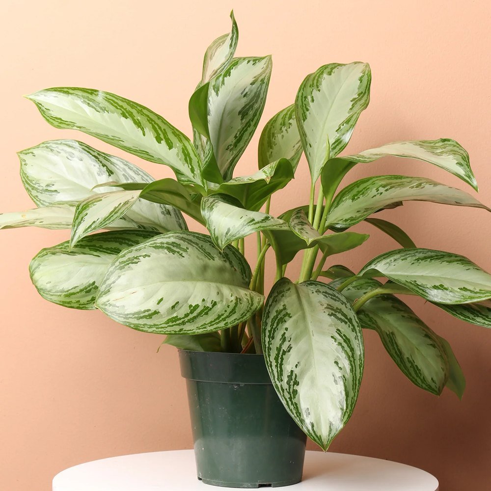 Aglaonema Silver Bay - 40 cm, cu frunze verzi striatii argintii