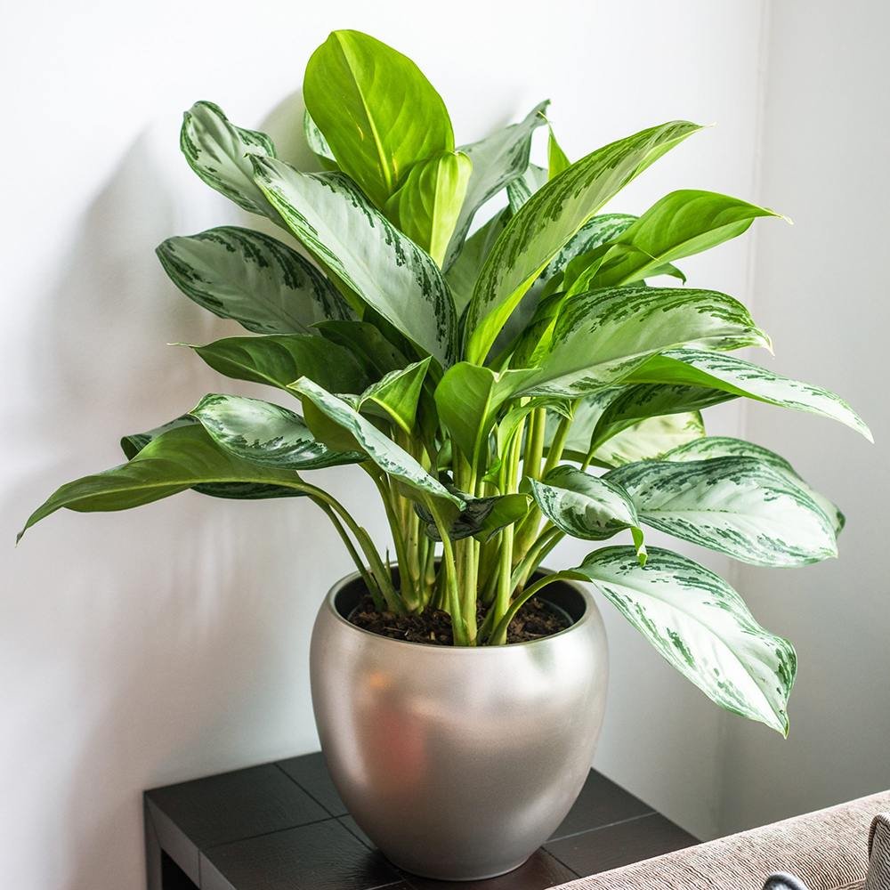 Aglaonema Silver Bay - 40 cm, cu frunze verzi striatii argintii