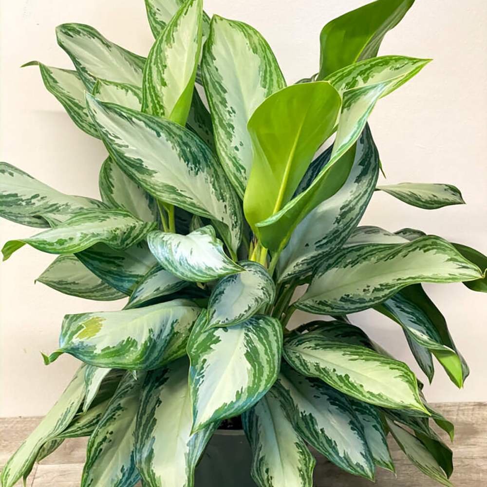 Aglaonema Silver Bay - 40 cm, cu frunze verzi striatii argintii