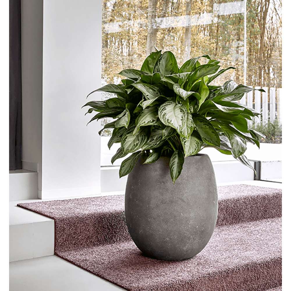 Aglaonema Silver Bay - 40 cm, cu frunze verzi striatii argintii