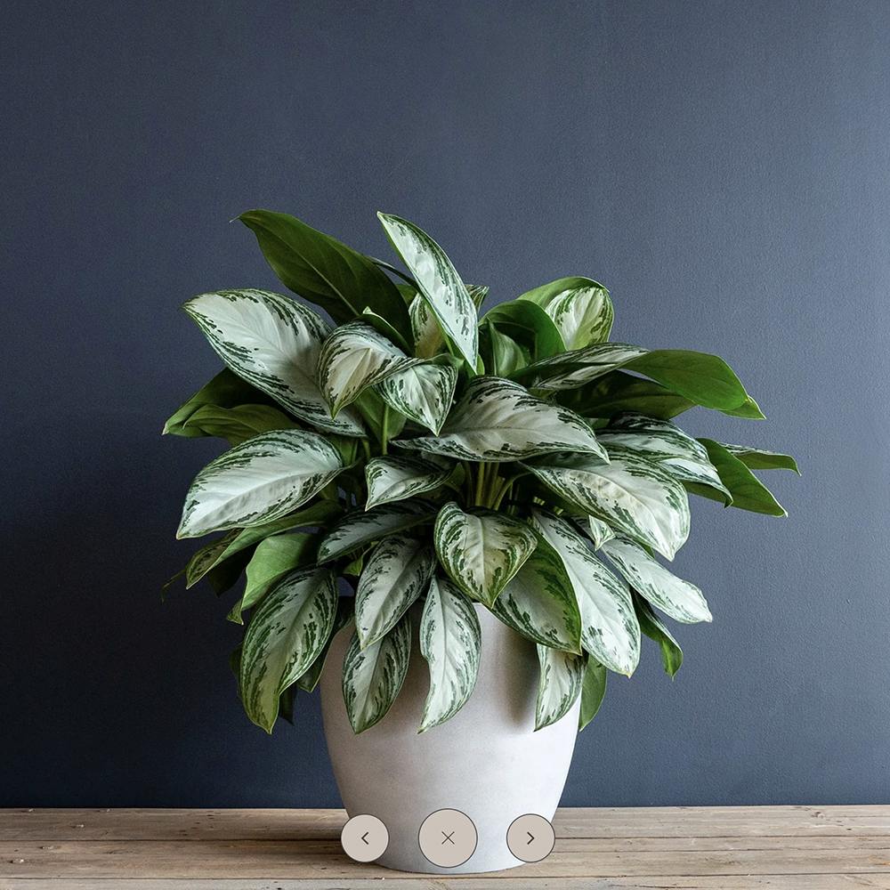 Aglaonema Silver Bay - 40 cm, cu frunze verzi striatii argintii