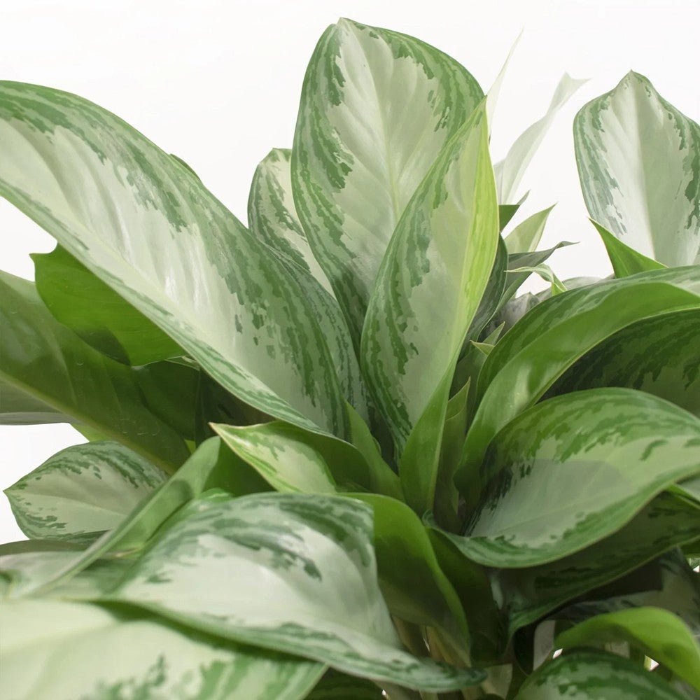 Aglaonema Silver Bay - 40 cm, cu frunze verzi striatii argintii