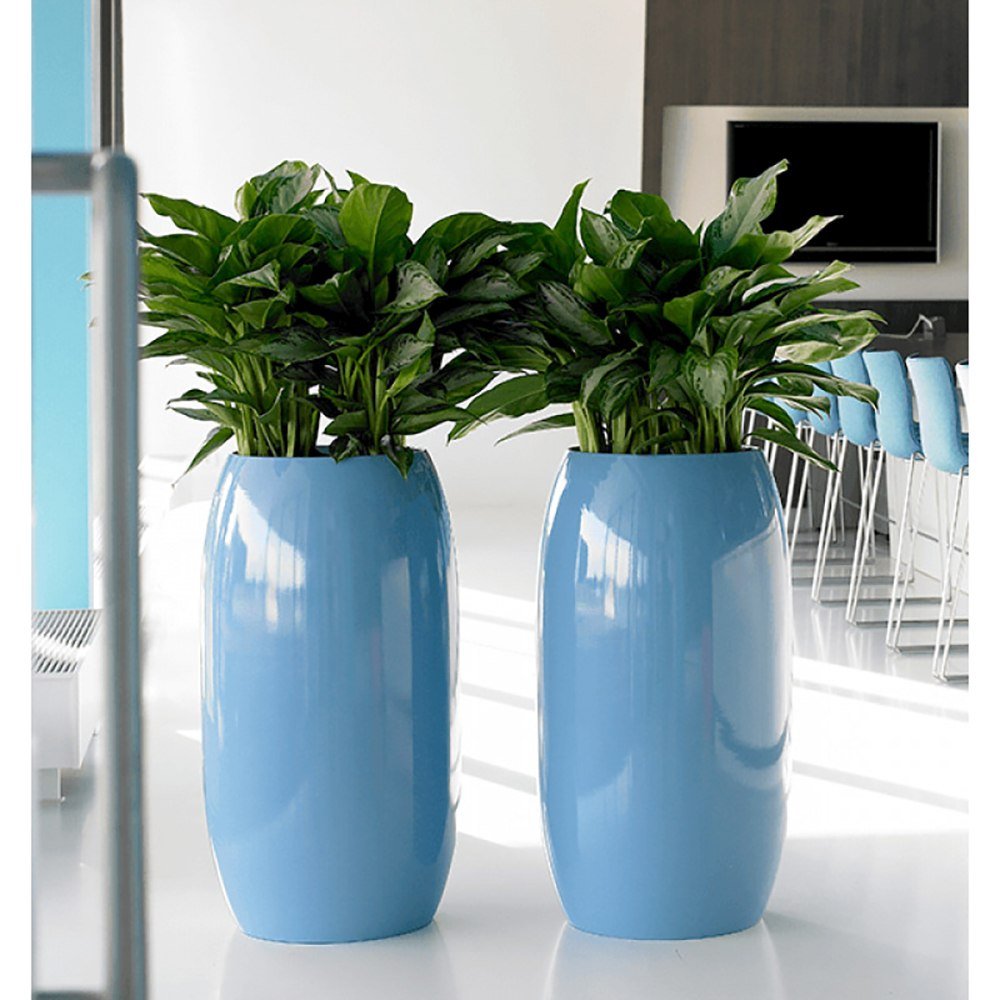 Aglaonema Silver Bay - 40 cm, cu frunze verzi striatii argintii