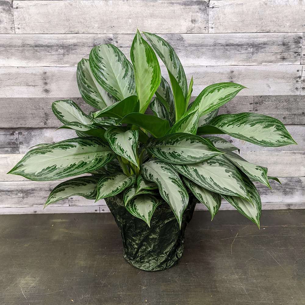Aglaonema Silver Bay - 40 cm, cu frunze verzi striatii argintii