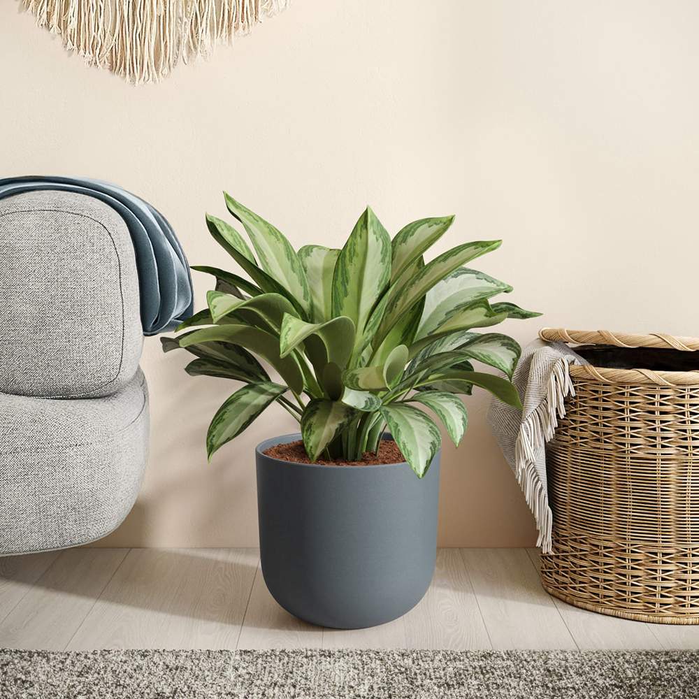 Aglaonema Silver Bay - 40 cm, cu frunze verzi striatii argintii