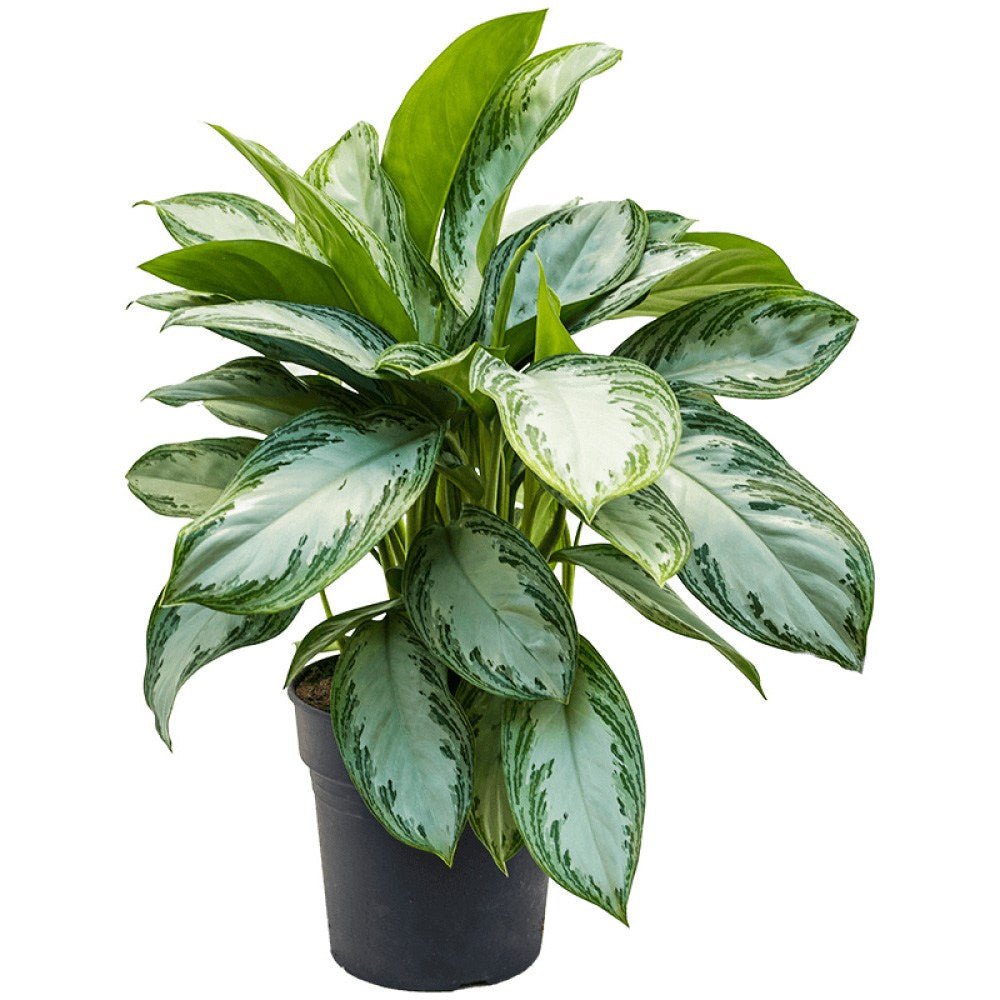Aglaonema Silver Bay - 40 cm, cu frunze verzi striatii argintii
