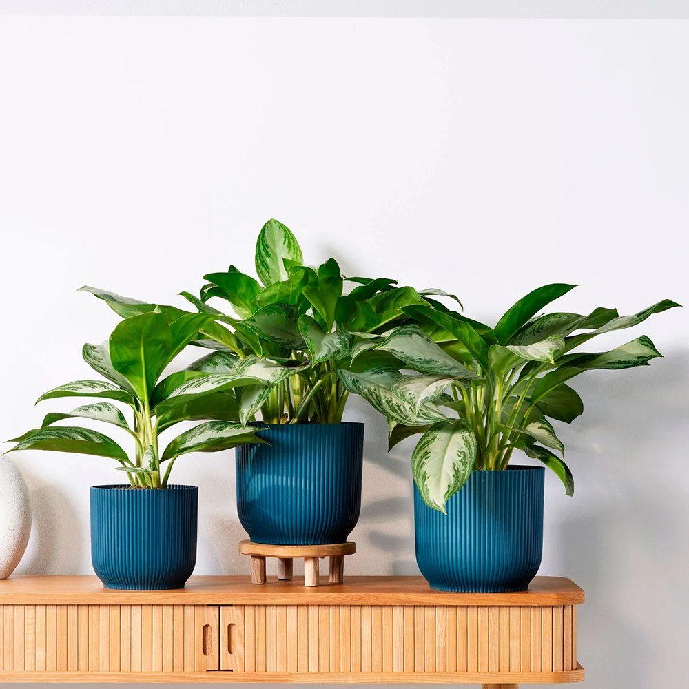 Aglaonema Silver Bay - 40 cm, cu frunze verzi striatii argintii