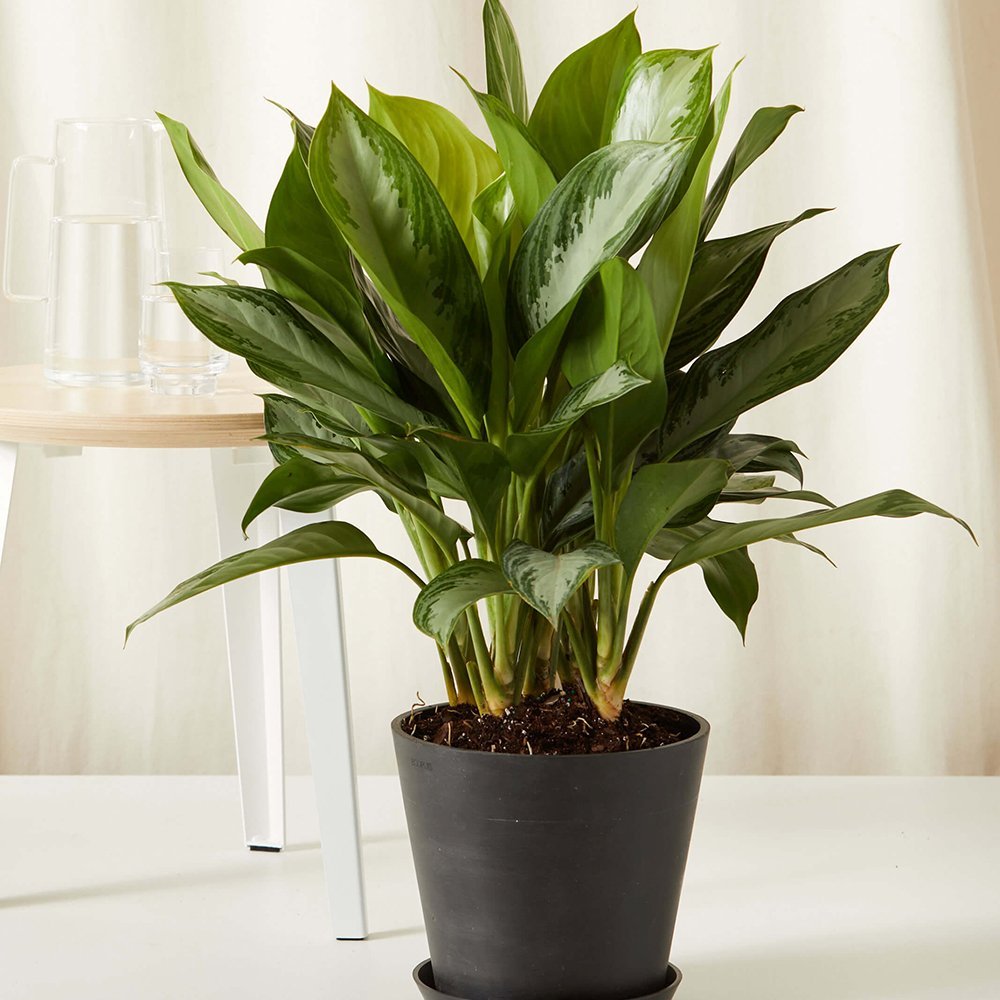 Aglaonema Silver Bay - 40 cm, cu frunze verzi striatii argintii