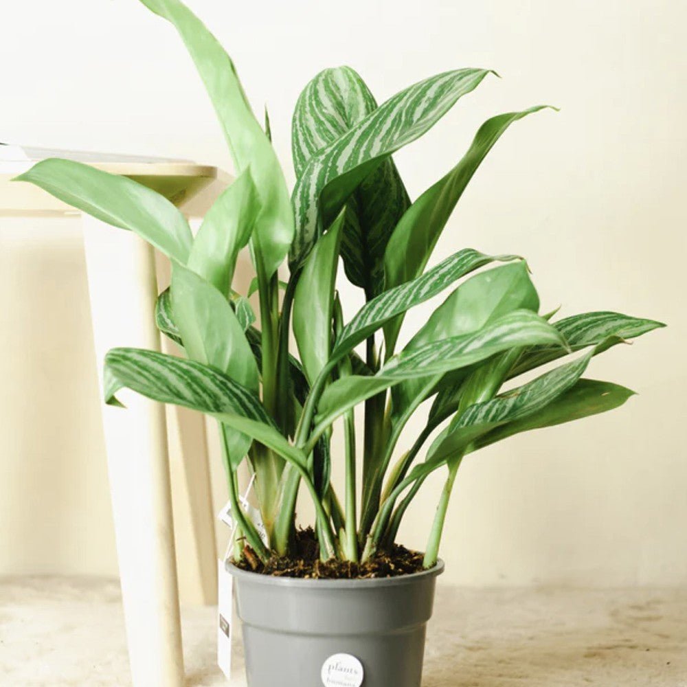 Aglaonema Stripes - 40 cm, cu frunze verzi si dungii argintii