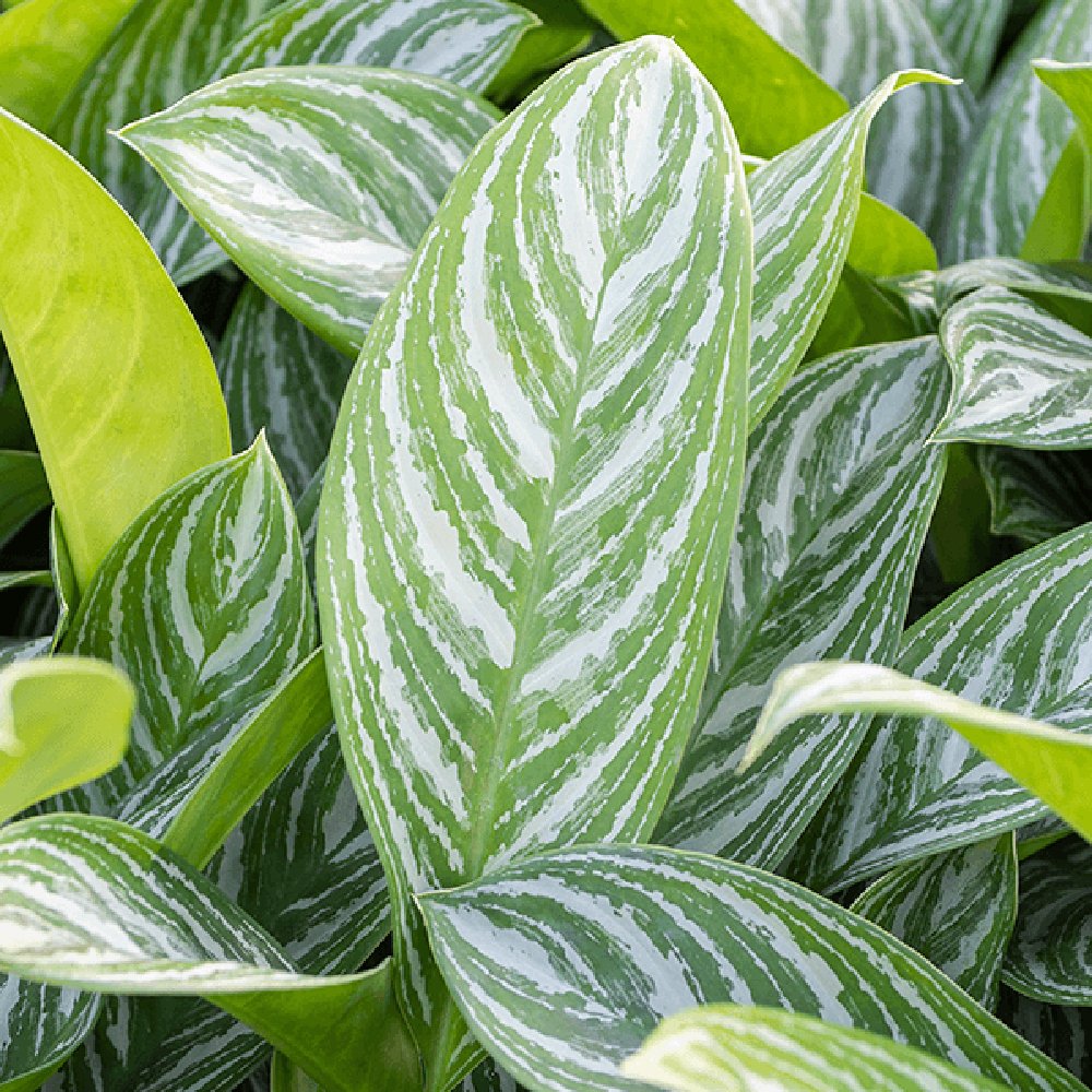 Aglaonema Stripes - 40 cm, cu frunze verzi si dungii argintii