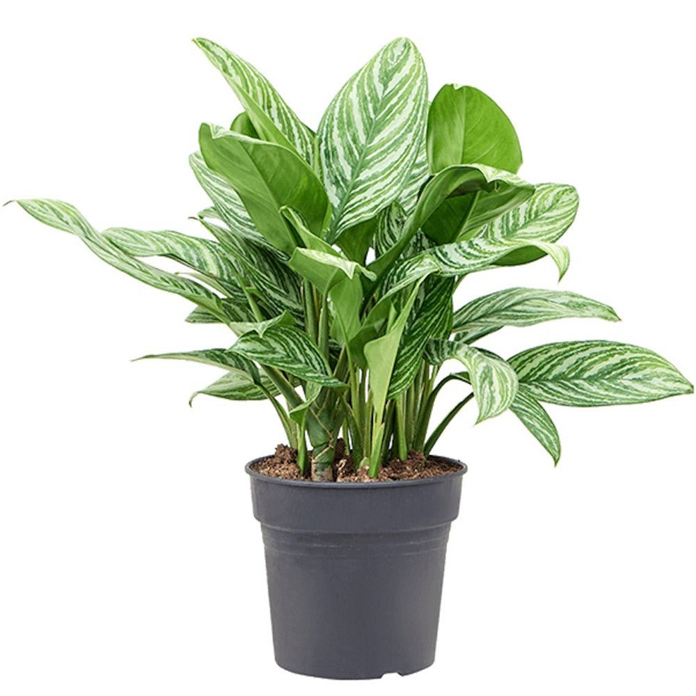 Aglaonema Stripes - 40 cm, cu frunze verzi si dungii argintii