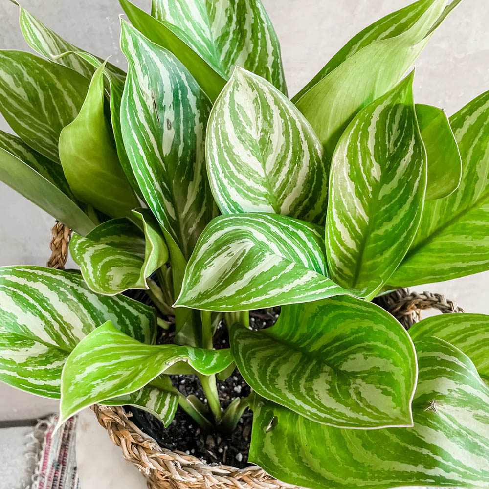 Aglaonema Stripes - 40 cm, cu frunze verzi si dungii argintii