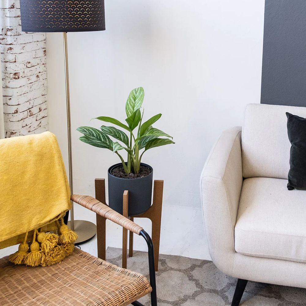 Aglaonema Stripes - 40 cm, cu frunze verzi si dungii argintii