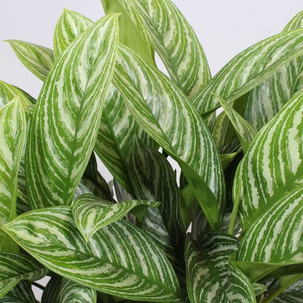 Aglaonema Stripes - 60 cm, cu frunze verzi si dungii argintii