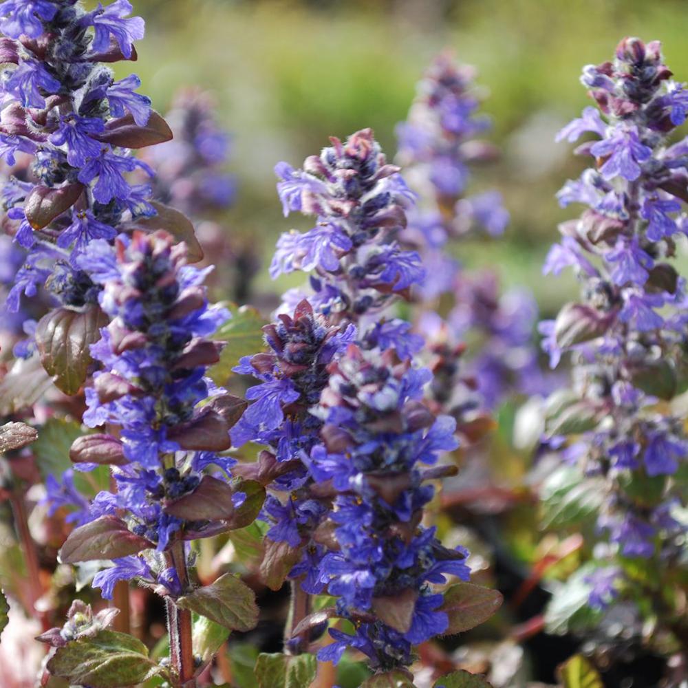 Ajuga Braunherz
