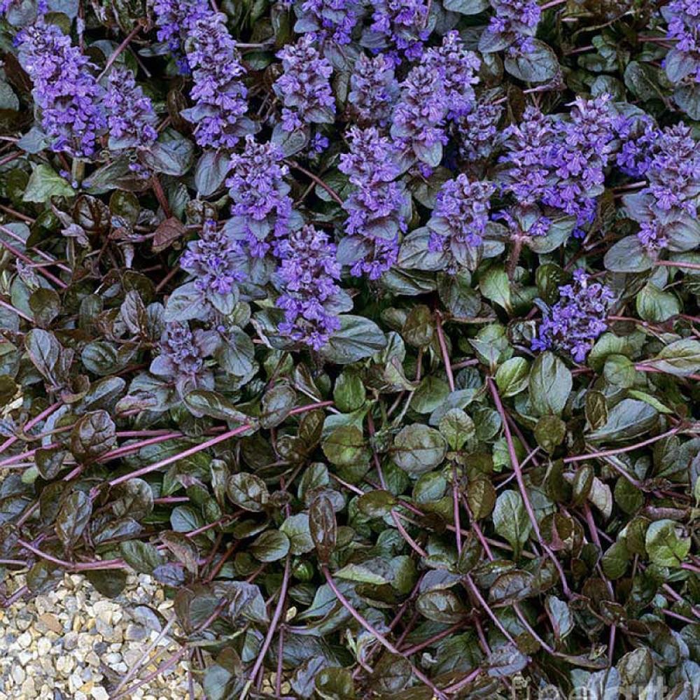 Ajuga Braunherz