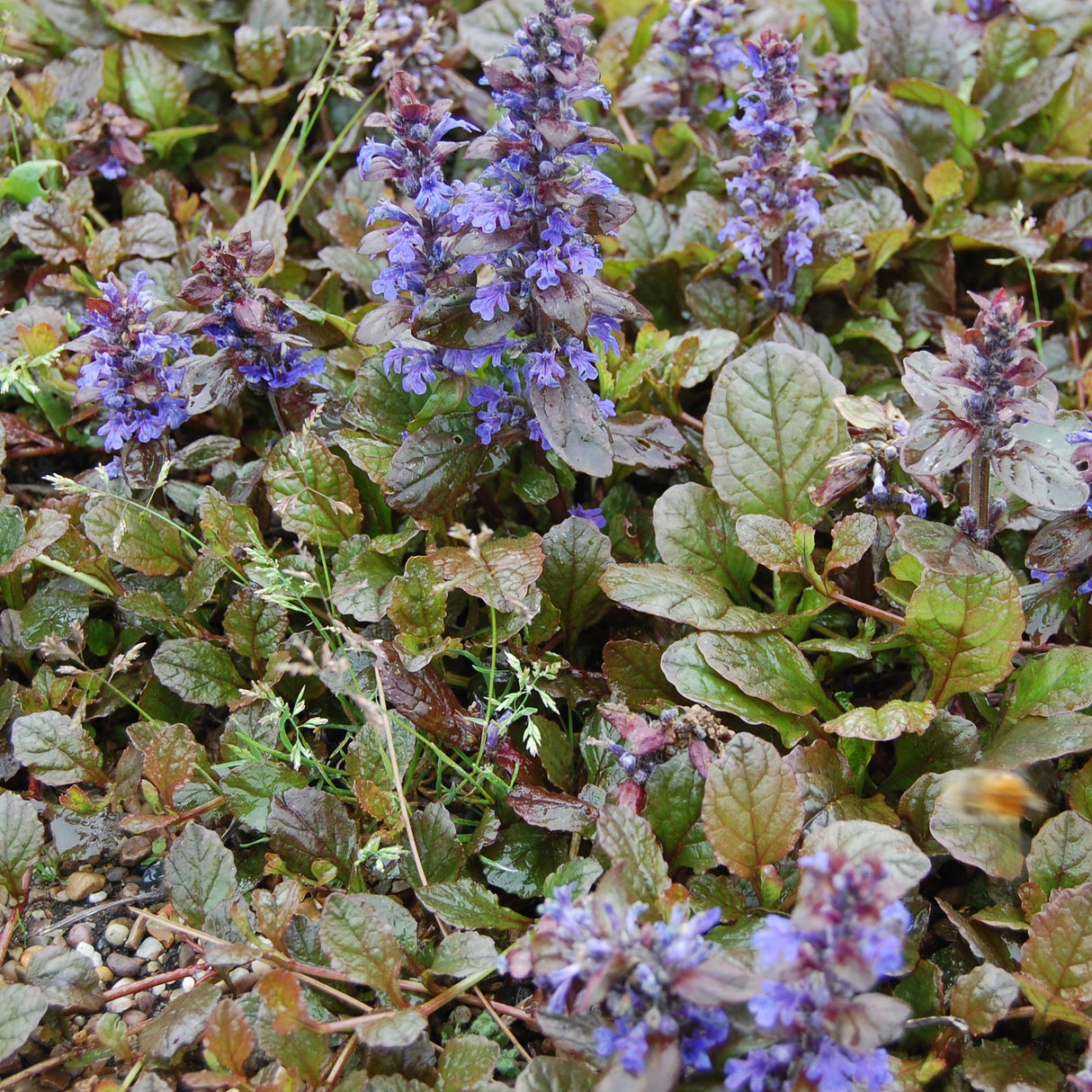 Ajuga Braunherz