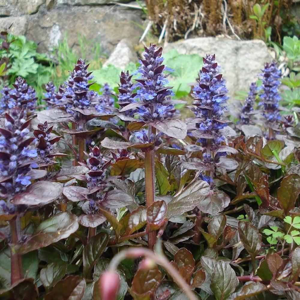Ajuga Braunherz