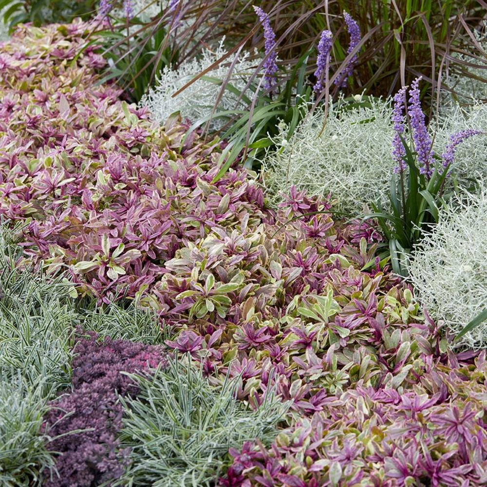 Ajuga Tenorii Princess Nadia