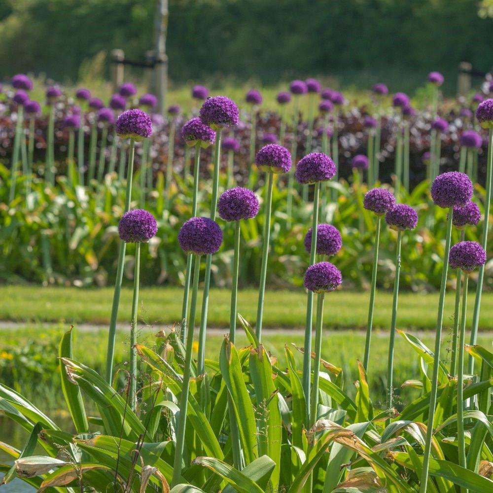 Bulbi Ceapa Ornamentala (Allium) Ambassador, cu flori mov sferice