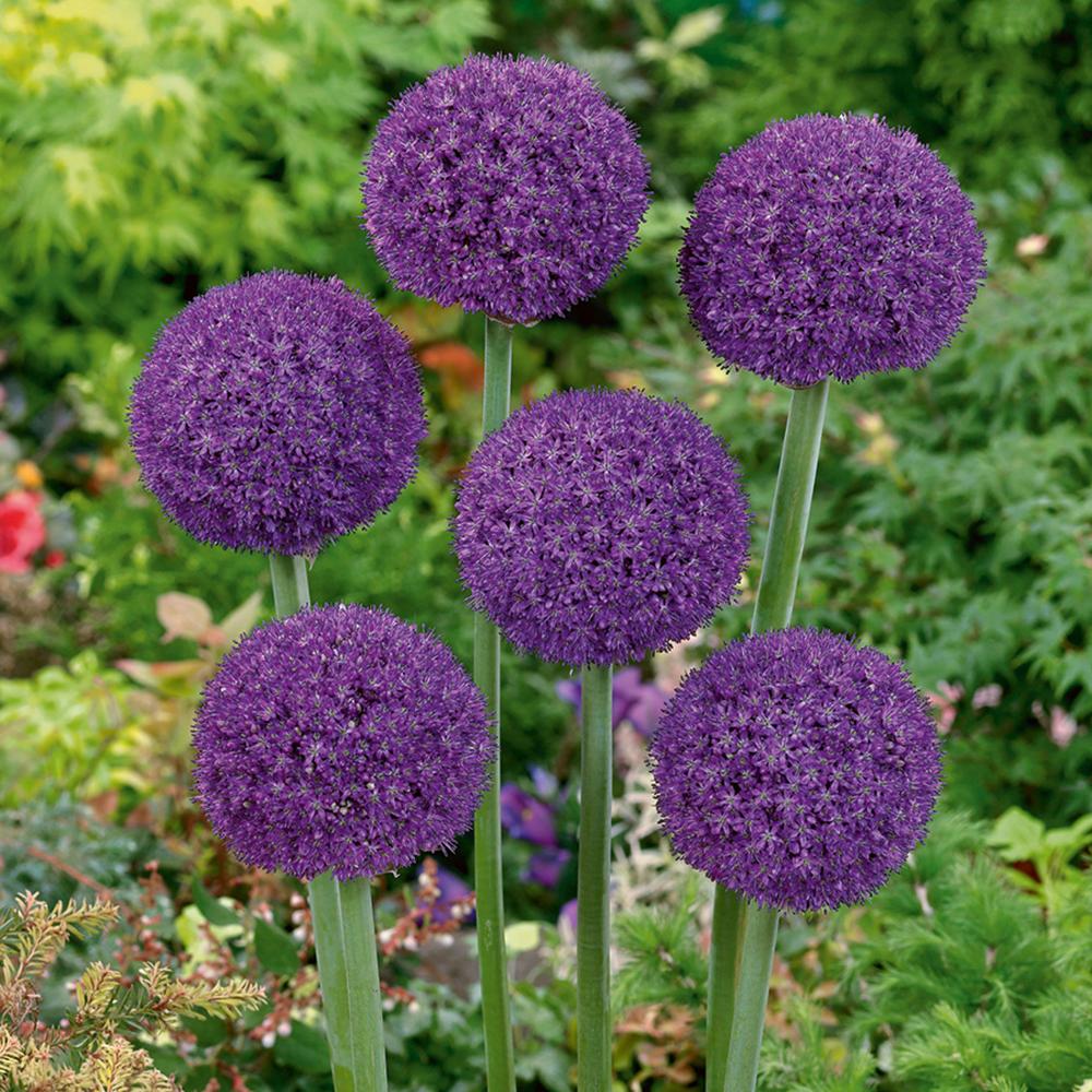 Bulbi Ceapa Ornamentala (Allium) Ambassador, cu flori mov sferice