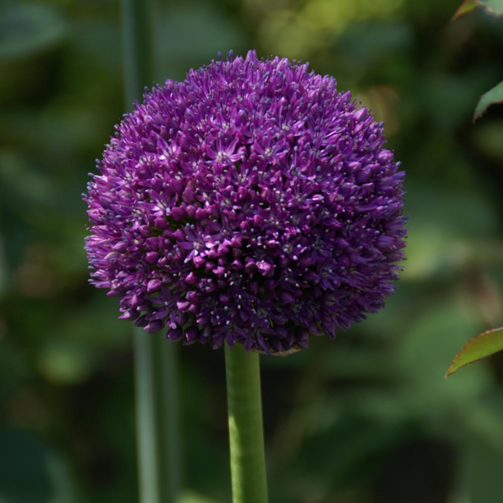 Bulbi Ceapa Ornamentala (Allium) Ambassador, cu flori mov sferice