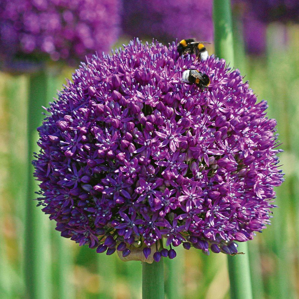 Bulbi Ceapa Ornamentala (Allium) Ambassador, cu flori mov sferice