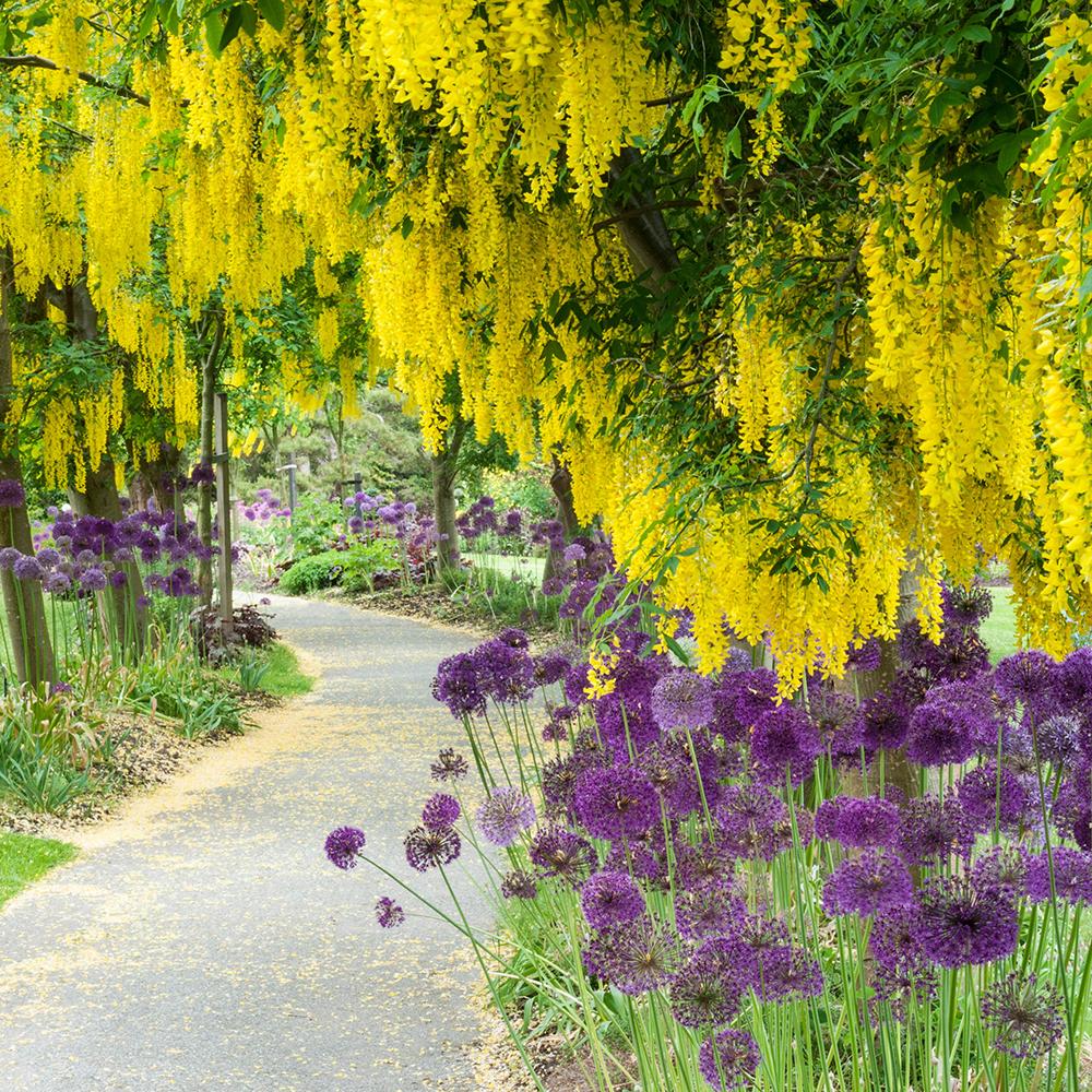 Bulbi Ceapa Ornamentala (Allium) Purple Sensation, cu flori sferice violet intens